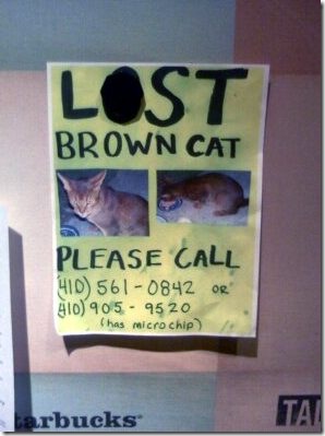 microchipping cats microchipping cats