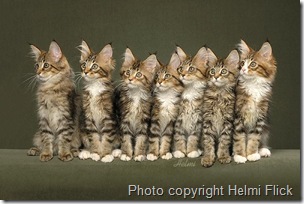 Pin On Maine Coon