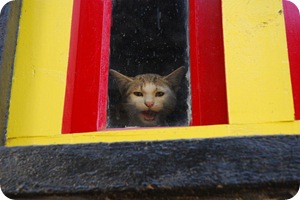 cat-meowing cat-meowing