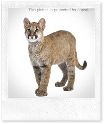 can i buy a puma cat