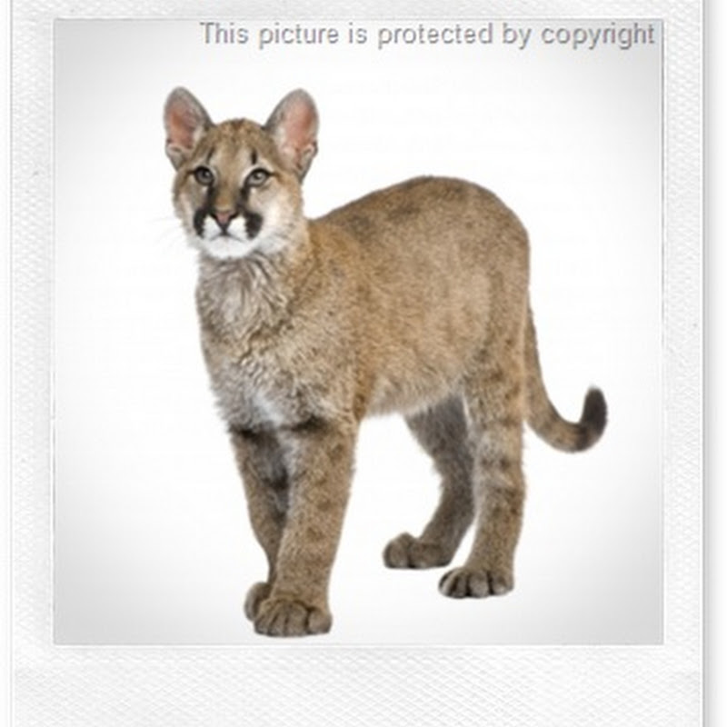 Connecticut Cougar Cat Chit Chat