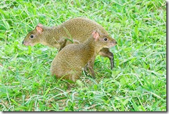 agouti