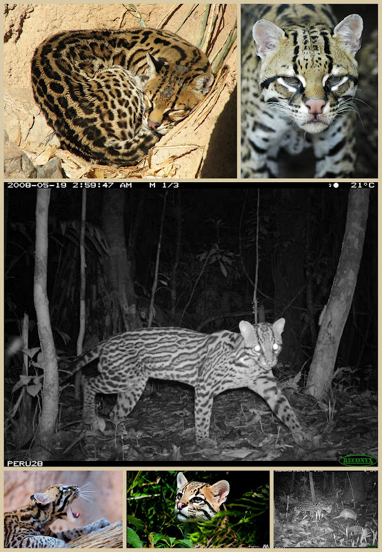 Ocelot collage of photos by Flickr photographers