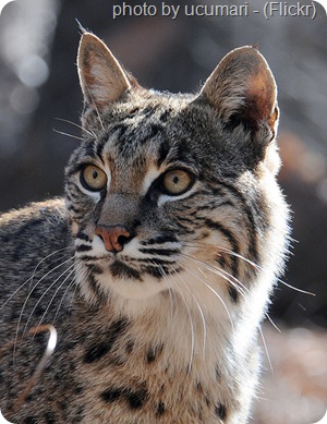 bobcat portrait bobcat portrait