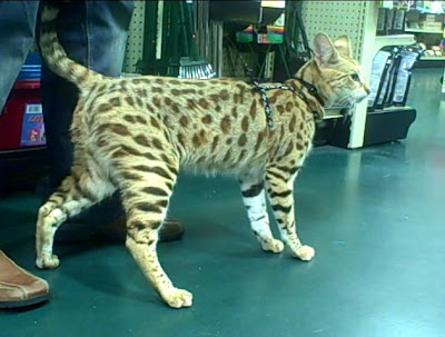 TITAN - a male F1 savannah cat in a pet store in the USA with his owner