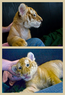 collage of Bengal tiger cub
