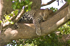 leopard sleeping in a tree in Serengeti National Park