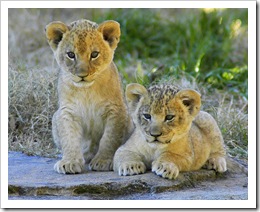lion pictures lion cubs north carolina zoological park photo by ucumari