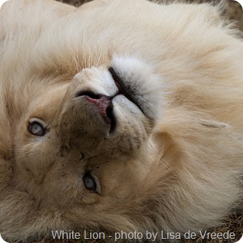 white lion white lion