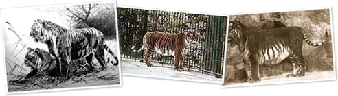 View Caspian tiger Wikipedia Commons