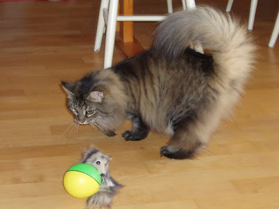 fluffy cat's tail held high