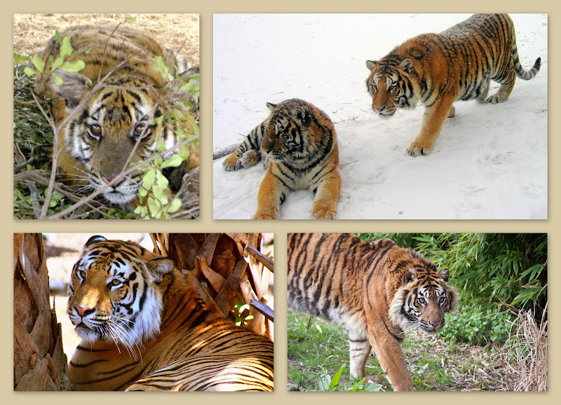 Tiger Collage