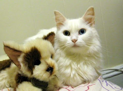 possible turkish angora cat