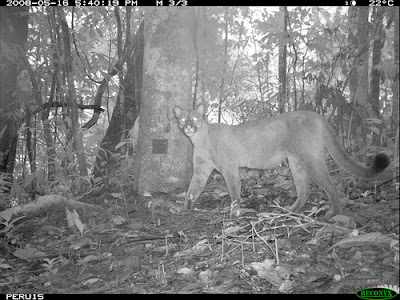 Puma is a top predator in the Amazon rainforest