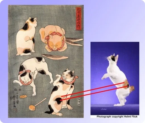 japanese bobtail old and new comparison-2