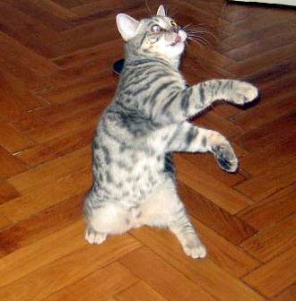 British Shorthair cat dancing
