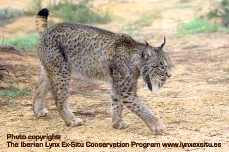 Iberian Lynx in the wild