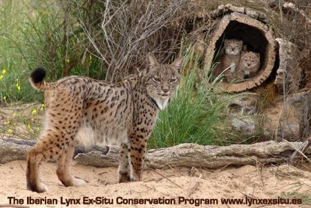 Iberian lynx with cubs in the wild