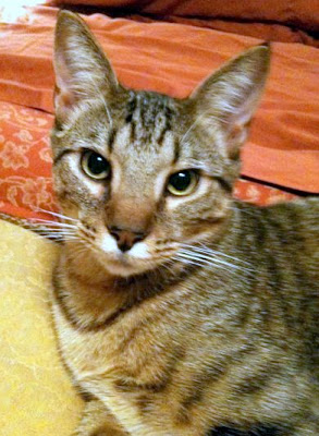 large mackerel tabby cat that could be a Savannah hybrid