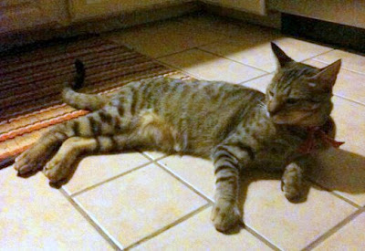 large mackerel tabby cat that could be a Savannah hybrid