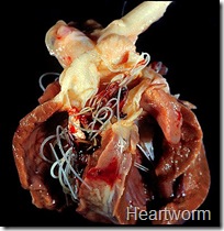 heartworm