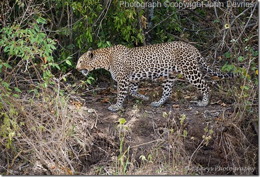 leopard picture of leopard walking along a trail