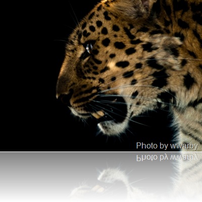 amur leopard amur leopard