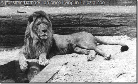 A possible Barbary lion once living in Leipzig Zoo A possible Barbary lion once living in Leipzig Zoo