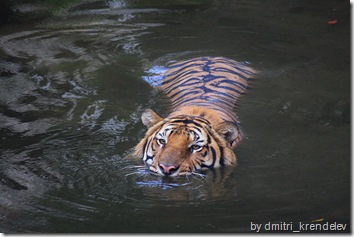 tiger in water tiger wallpaper