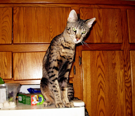 Kadiz Jerah F3B Savannah Cat
