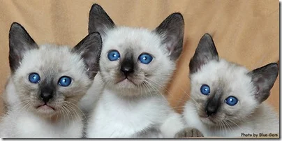 Thai cat breed kittens
