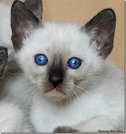 Thai cat breed kitten portrait