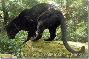 black panther black leopard black panther black leopard