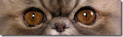 Copper cat eyes