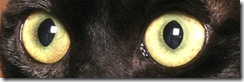 Orange yellow cat eyes