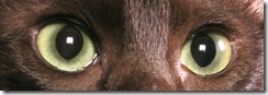 Yellow-hazel cat eyes