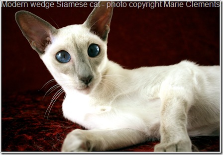 modern wedge Siamese cat