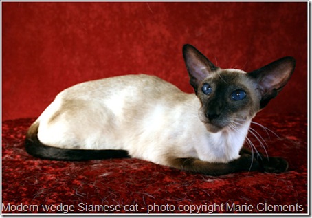 modern-wedge-Siamese-cat-1