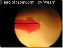 head of tapeworm head of tapeworm