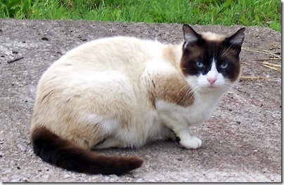 Lord Muck a feral cat looking like a purebred cat
