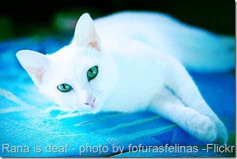 deaf-cat