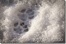 domestic-cat-paw-prints-in-snow