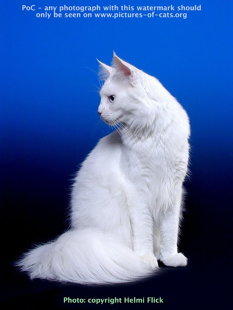 White Maine Coon cat