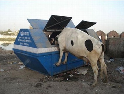 [cow searching for food[2].jpg]