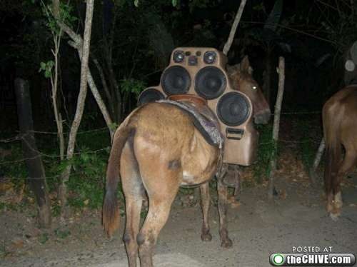 donkey music