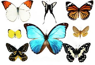  unique collection gallery butterfly tattoo images with the right color combinations 