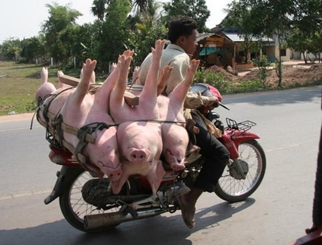 [transporte_animais_porcos[3].jpg]