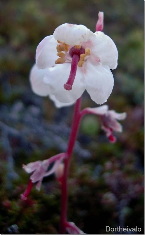 orkidemåske