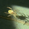 Six-spotted Orb Weaver