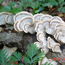 Medicinal Fungi of the Eastern US